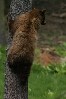 Tree Hugger.jpg